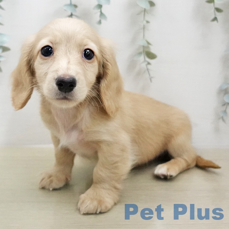 ミニチュア・ダックスフンド