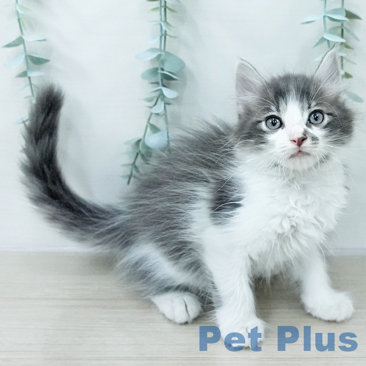 長野県のサイベリアン (ペットプラス 松本店/2026年1月28日生まれ/男の子/ブルータビーホワイト)の子猫