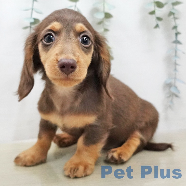 ミニチュア・ダックスフンドの写真2