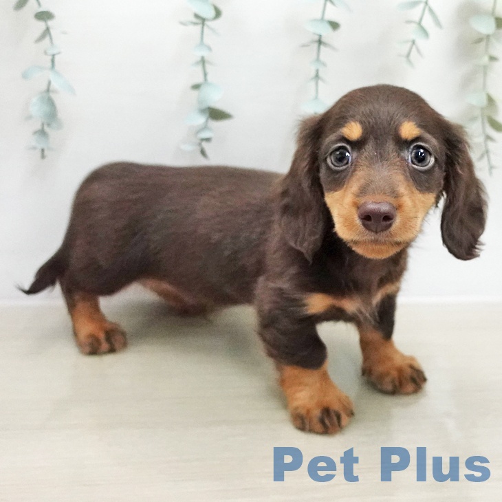 ミニチュア・ダックスフンド