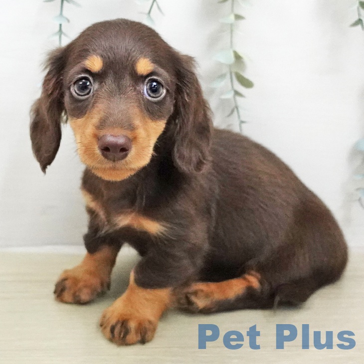 ミニチュア・ダックスフンドの写真2