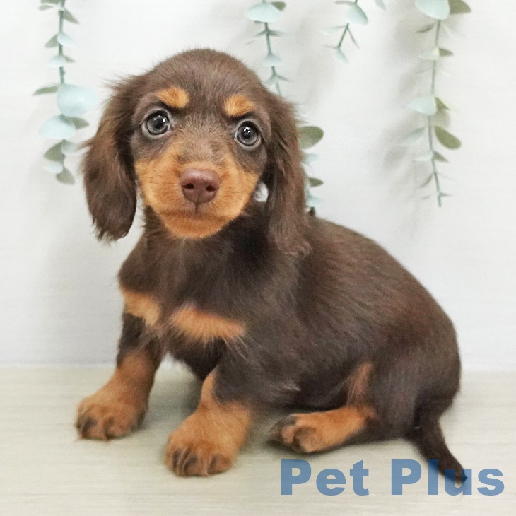 千葉県のミニチュアダックスフンド(ロング) (ペットプラス 幕張新都心店/2026年1月28日生まれ/女の子/チョコレートタン)の子犬