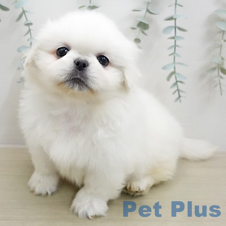 埼玉県のペキニーズ (ペットプラス ららぽーと新三郷店/2026年1月27日生まれ/男の子/ホワイトクリーム)の子犬