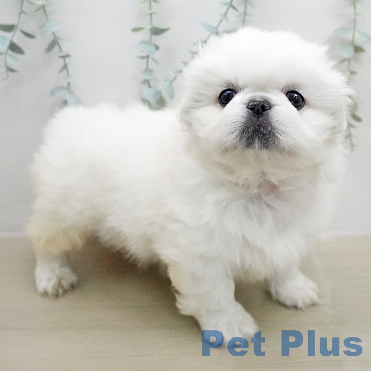 埼玉県のペキニーズ (ペッツワン 吉川美南店/2026年1月27日生まれ/男の子/ホワイトクリーム)の子犬