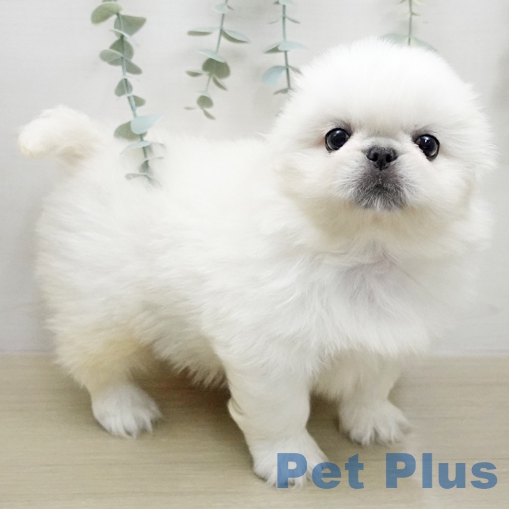 東京都のペキニーズ (ペットプラス むさし村山店/2026年1月27日生まれ/女の子/ホワイトクリーム)の子犬の1枚目の画像