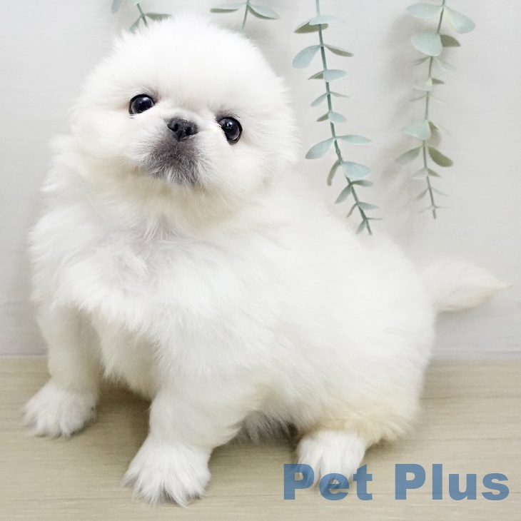 東京都のペキニーズ (ペットプラス むさし村山店/2026年1月27日生まれ/女の子/ホワイトクリーム)の子犬の2枚目の画像