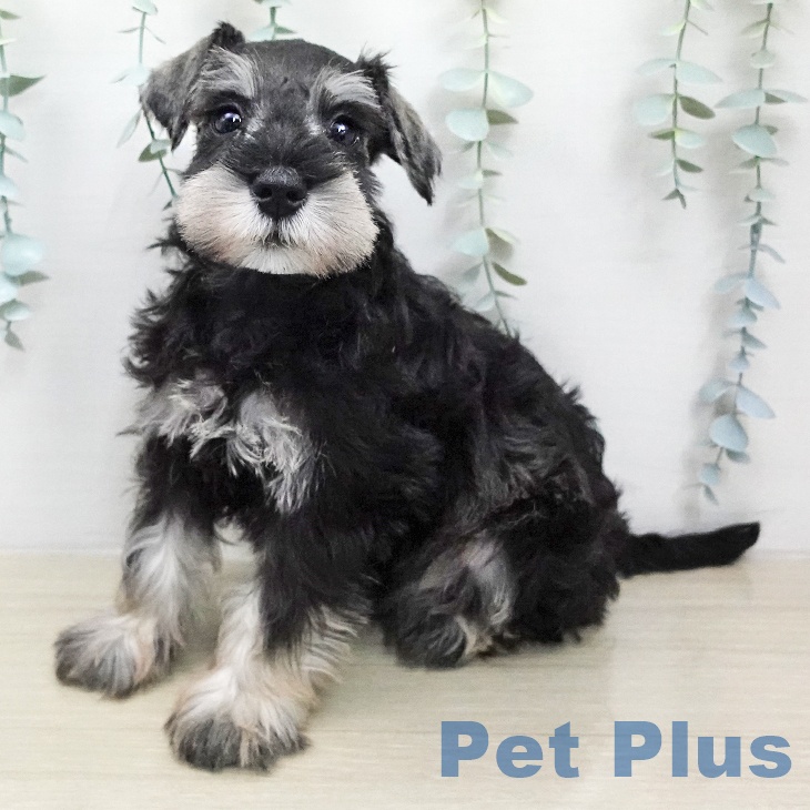 ミニチュア・シュナウザー