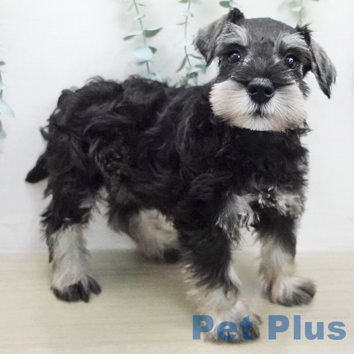 ミニチュア・シュナウザー