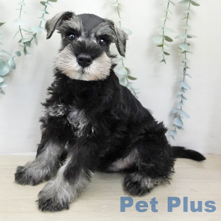 ミニチュア・シュナウザーの写真2