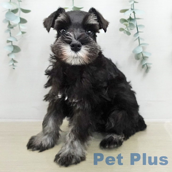 千葉県のミニチュアシュナウザー (ペットプラス 幕張新都心店/2026年1月26日生まれ/女の子/ブラックシルバー)の子犬