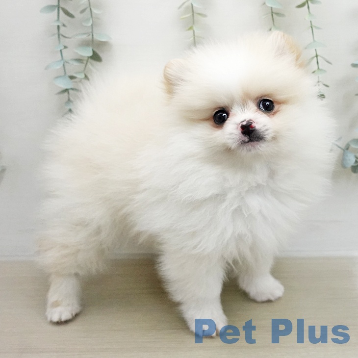 東京都のポメラニアン (ペッツワン 青梅インター店/2026年1月28日生まれ/女の子/パーティーカラー)の子犬