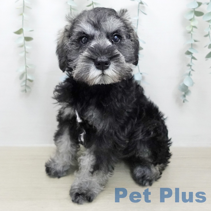 千葉県のミニチュアシュナウザー (ペッツワン 千葉ニュータウン店/2026年1月19日生まれ/男の子/ソルトペッパー)の子犬