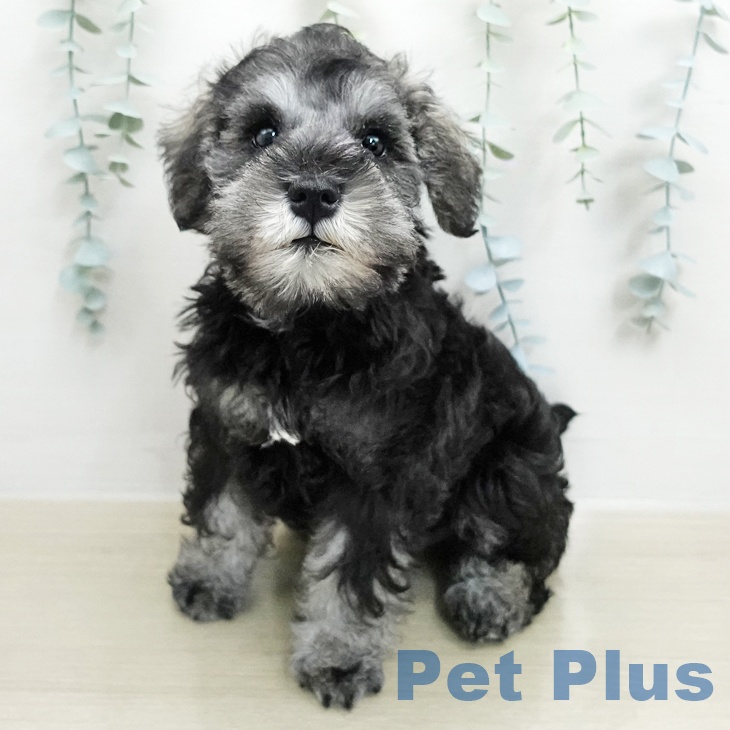 千葉県のミニチュアシュナウザー (ペットプラス 成田店/2026年1月19日生まれ/男の子/ソルトペッパー)の子犬