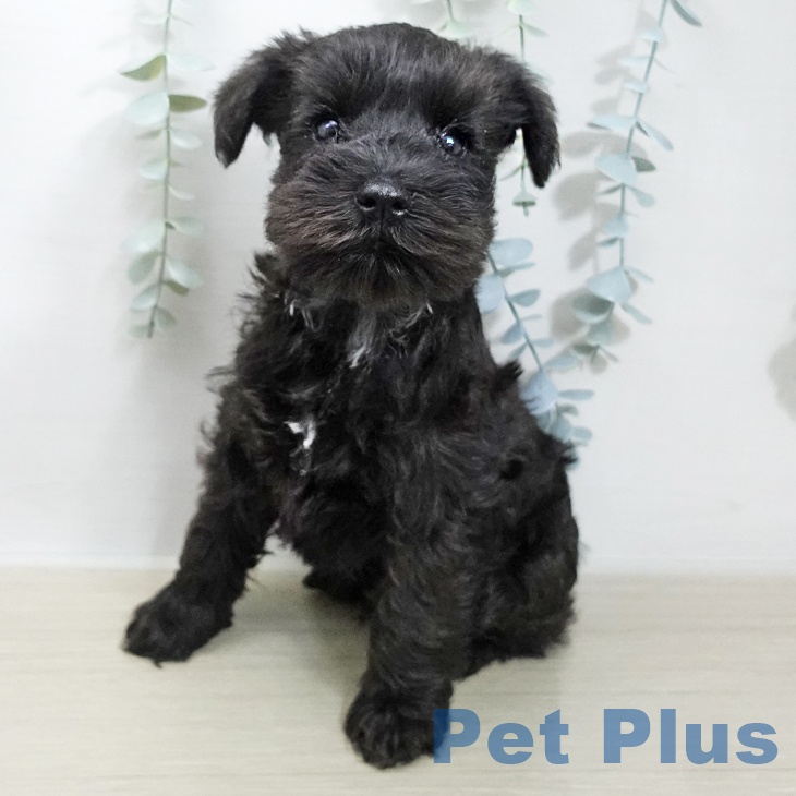 千葉県のミニチュアシュナウザー (ペットプラス 幕張新都心店/2026年1月21日生まれ/男の子/ブラック)の子犬