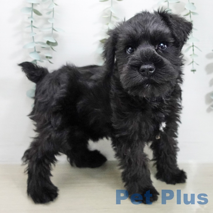 茨城県のミニチュアシュナウザー (ペットプラス つくば店/2026年1月21日生まれ/男の子/ブラック)の子犬