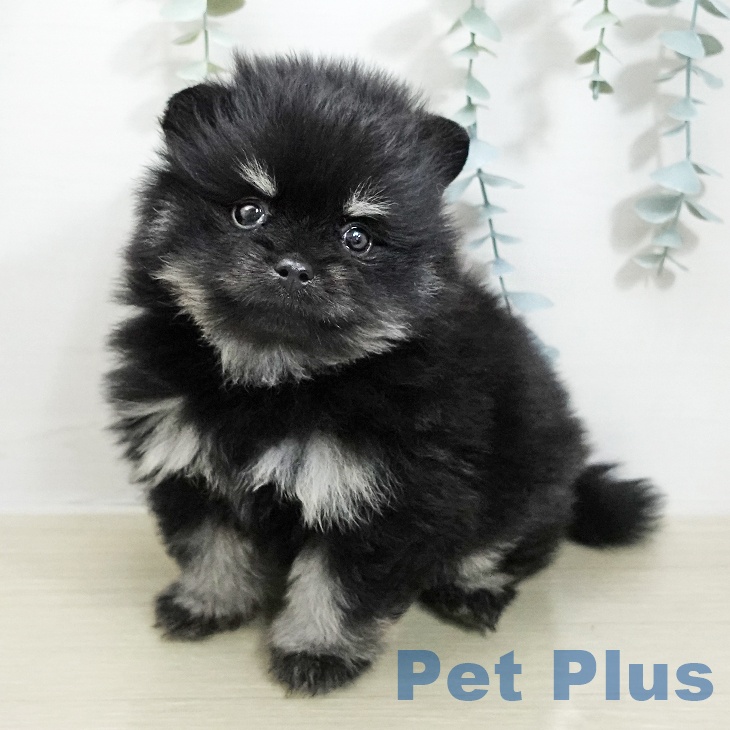 東京都のポメラニアン (ペットプラス 板橋店/2026年1月28日生まれ/女の子/ブラックタン)の子犬