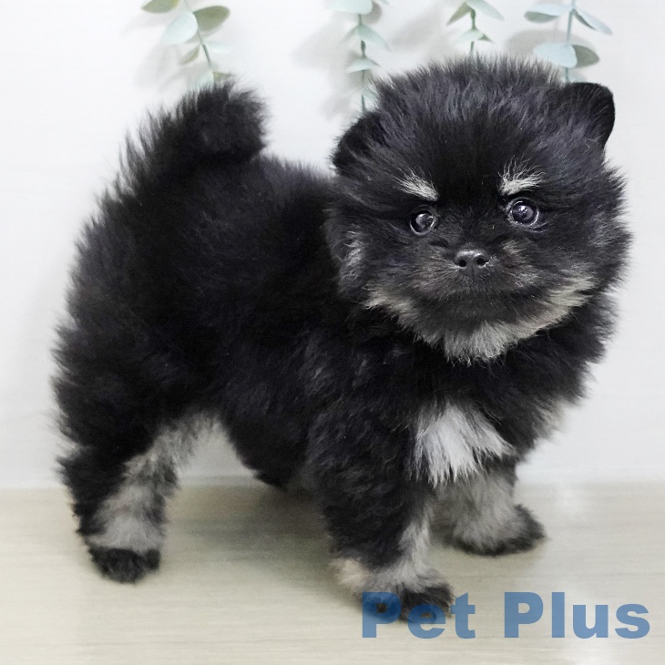 東京都のポメラニアン (ペットプラス 板橋店/2026年1月28日生まれ/女の子/ブラックタン)の子犬の2枚目の画像
