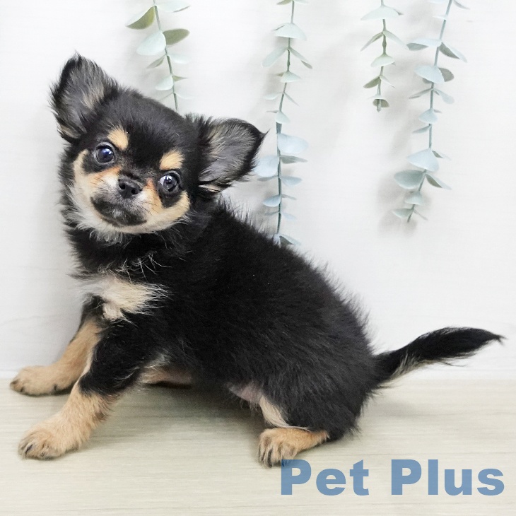 神奈川県のチワワ(ロング) (ペットプラス 武蔵小杉店/2026年1月11日生まれ/女の子/ブラックタンホワイト)の子犬