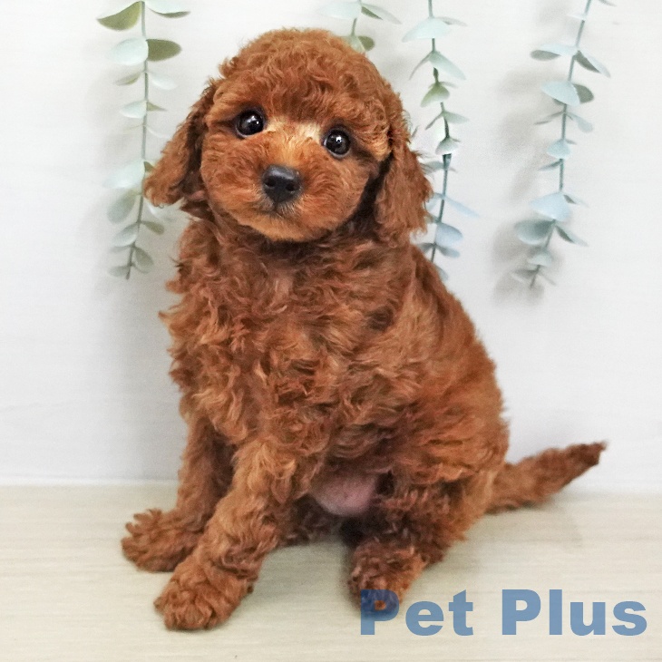 長野県のトイプードル(トイ) (ペットプラス 須坂店/2026年1月28日生まれ/男の子/レッド)の子犬