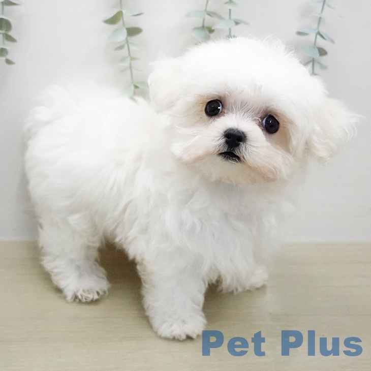千葉県のマルチーズ (ペットプラス 木更津店/2026年1月16日生まれ/男の子/ホワイト)の子犬