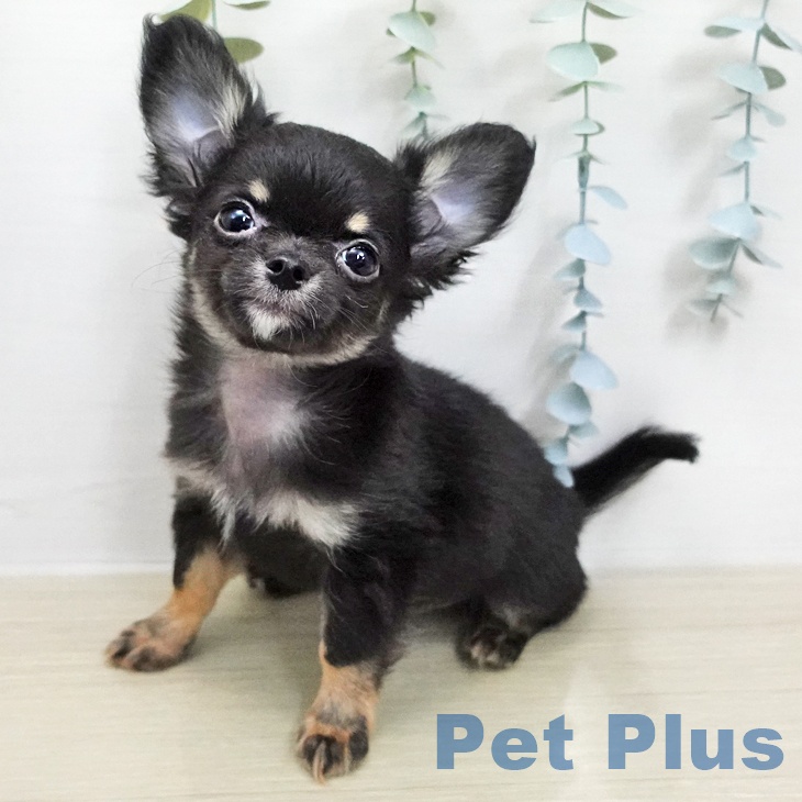 神奈川県のチワワ(ロング) (ペットプラス 天王町店/2026年1月21日生まれ/男の子/ブラックタン)の子犬