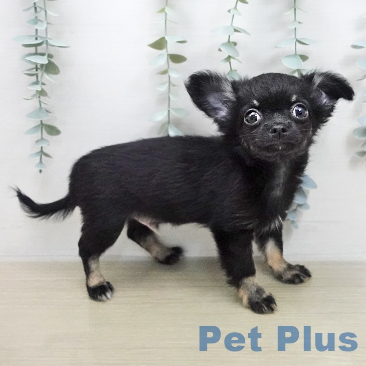 長野県のチワワ(ロング) (ペットプラス 長野店/2026年1月21日生まれ/男の子/ブラックタン)の子犬