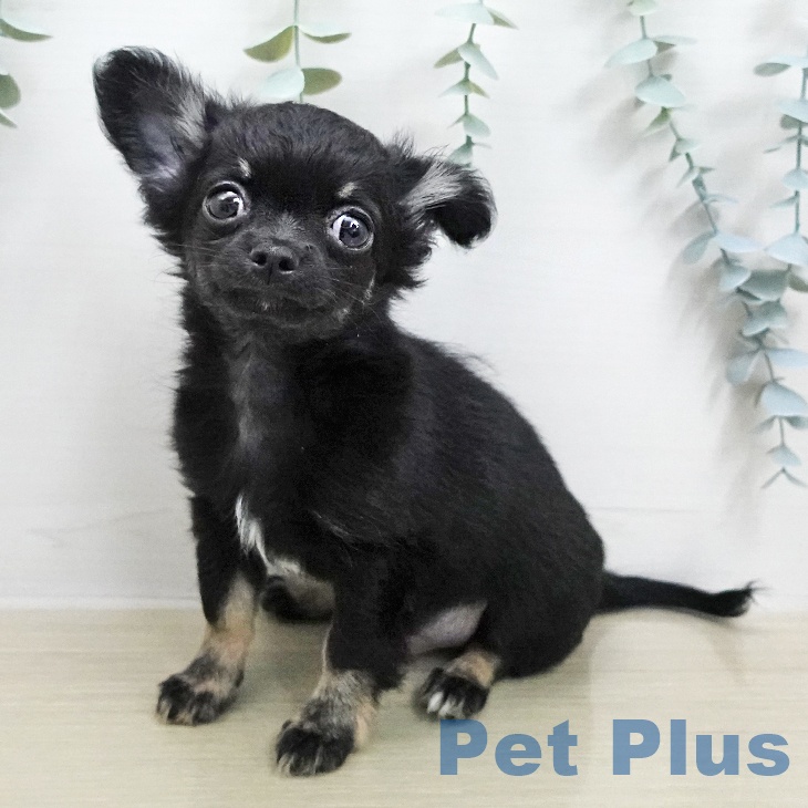長野県のチワワ(ロング) (ペットプラス 長野店/2026年1月21日生まれ/男の子/ブラックタン)の子犬の2枚目の画像