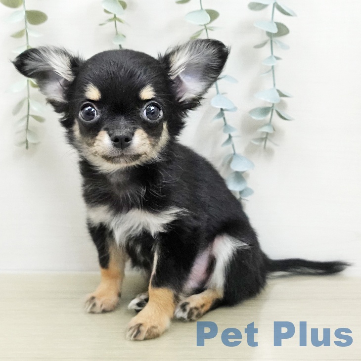 東京都のチワワ(ロング) (ペットプラス 立川高島屋S.C.店/2026年1月21日生まれ/男の子/ブラックタン)の子犬