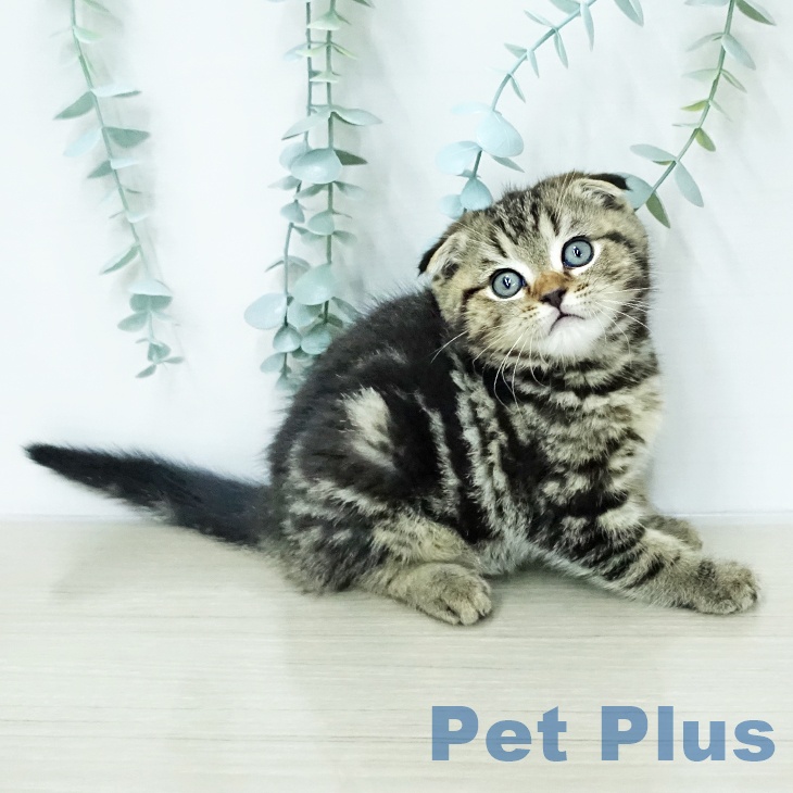 スコティッシュフォールド