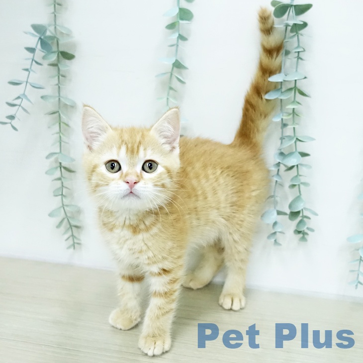 長野県のスコティッシュフォールド (ペットプラス 長野店/2026年1月14日生まれ/男の子/レッドタビー)の子猫の1枚目の画像