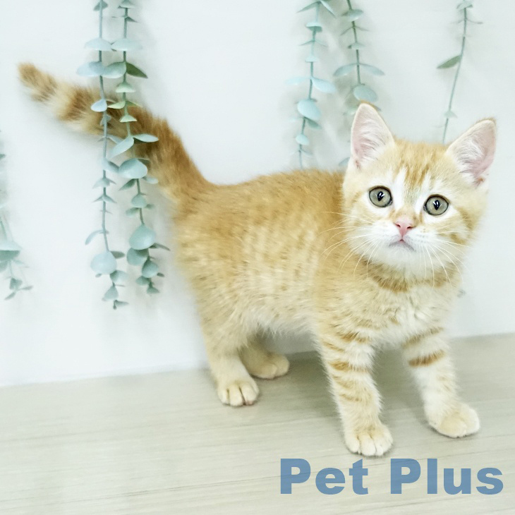長野県のスコティッシュフォールド (ペットプラス 長野店/2026年1月14日生まれ/男の子/レッドタビー)の子猫の2枚目の画像