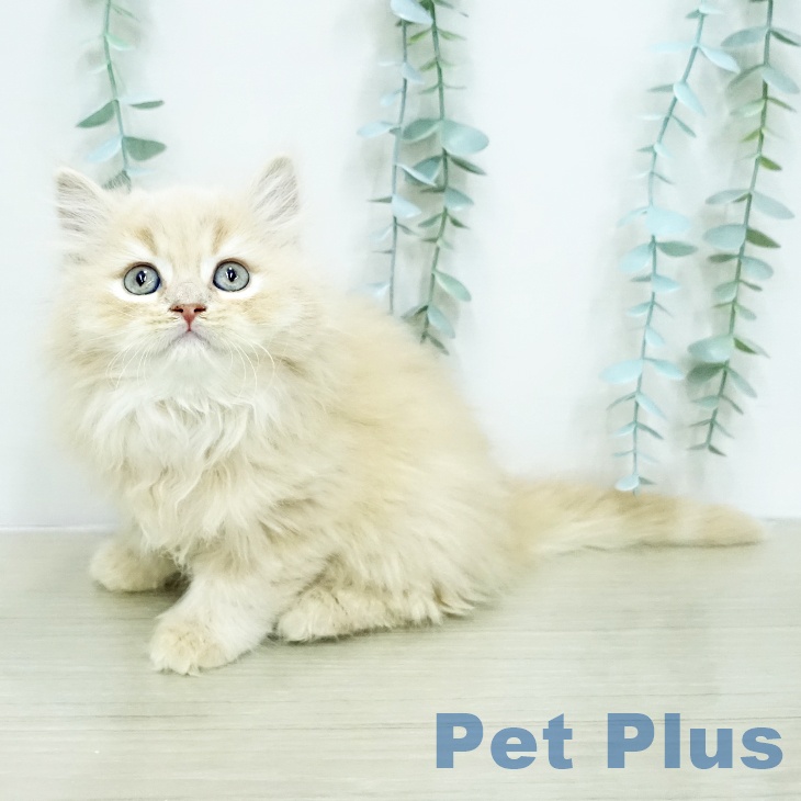 宮城県のスコティッシュフォールド (ペットプラス 名取店/2026年1月27日生まれ/男の子/クリームタビー)の子猫