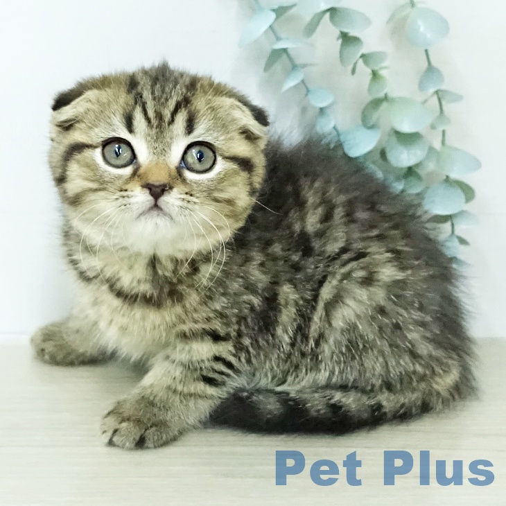 埼玉県のスコティッシュフォールド (ペットプラス 上尾店/2026年1月27日生まれ/女の子/ブラウンタビー)の子猫