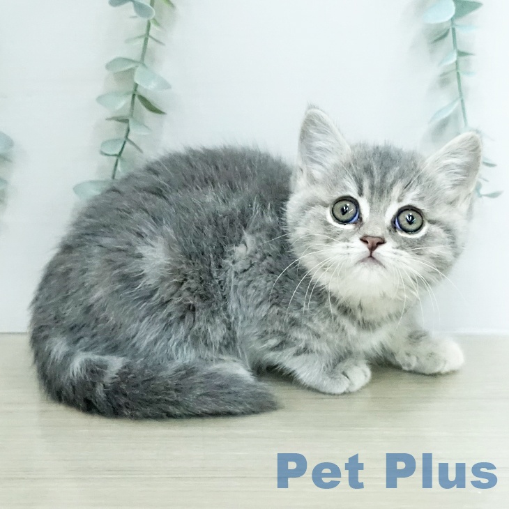 スコティッシュフォールドの写真2