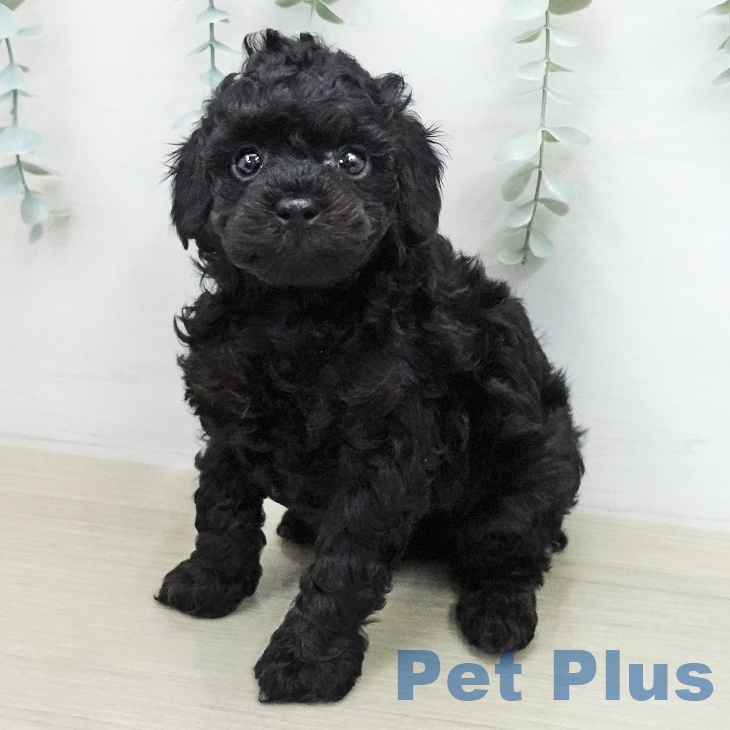 埼玉県のトイプードル(トイ) (ペッツワン 新座店/2026年1月26日生まれ/男の子/ブラックタン)の子犬