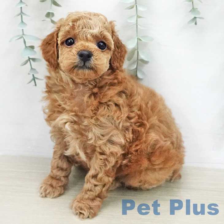 神奈川県のトイプードル(トイ) (ペットプラス ゆめが丘ソラトス店/2026年1月26日生まれ/男の子/アプリコット)の子犬