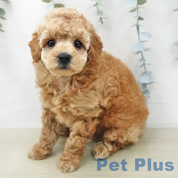 東京都のトイプードル(トイ) (ペットプラス 多摩平の森店/2026年1月26日生まれ/男の子/アプリコット)の子犬の1枚目の画像