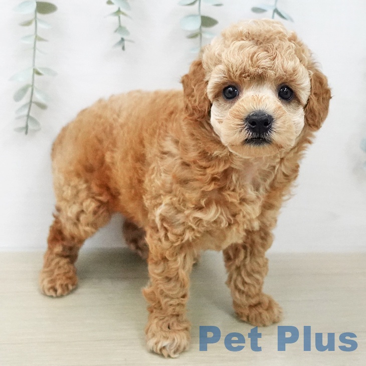 東京都のトイプードル(トイ) (ペットプラス 多摩平の森店/2026年1月26日生まれ/男の子/アプリコット)の子犬の2枚目の画像