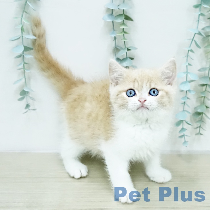 千葉県のスコティッシュフォールド (ペットプラス 木更津店/2026年1月28日生まれ/男の子/クリームタビーホワイト)の子猫