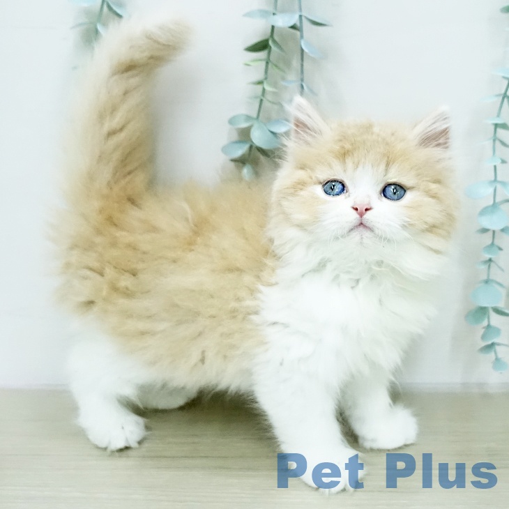 長野県のスコティッシュフォールド (ペットプラス 須坂店/2026年1月28日生まれ/男の子/クリームタビーホワイト)の子猫