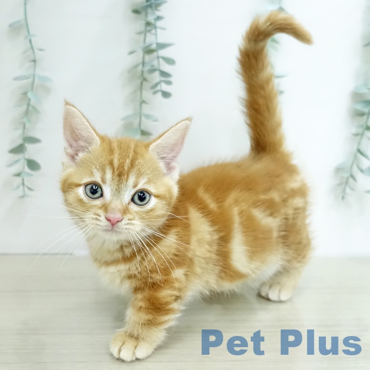東京都のマンチカン (ペットプラス 日の出店/2026年1月27日生まれ/女の子/レッドタビー)の子猫