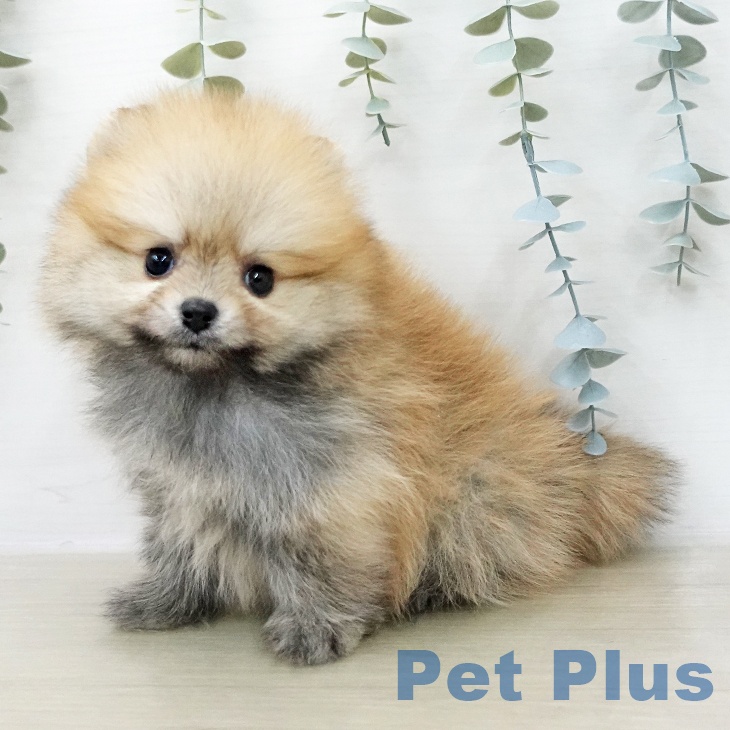 ポメラニアンの写真2