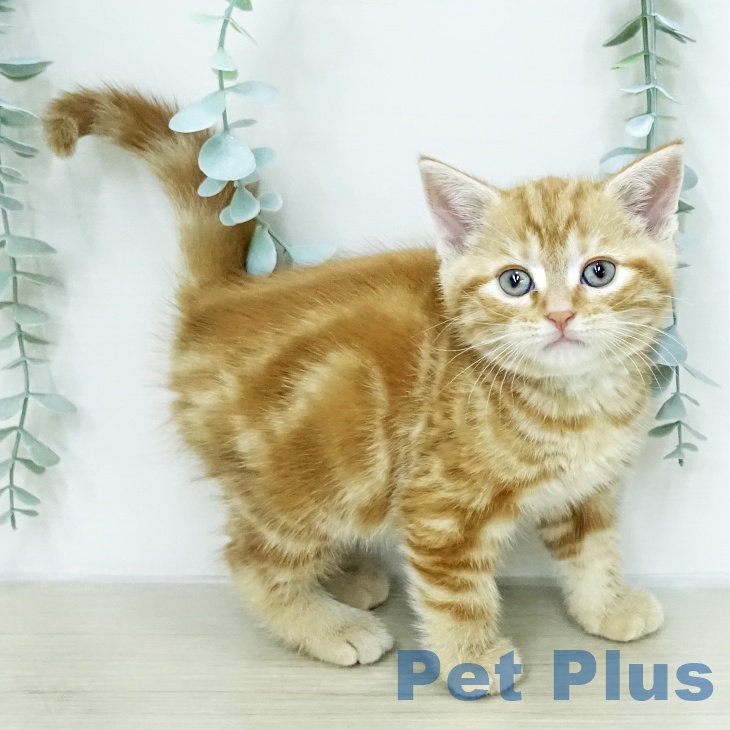 神奈川県のアメリカンショートヘアー (ペットプラス 湘南平塚店/2026年1月28日生まれ/男の子/レッドタビー)の子猫