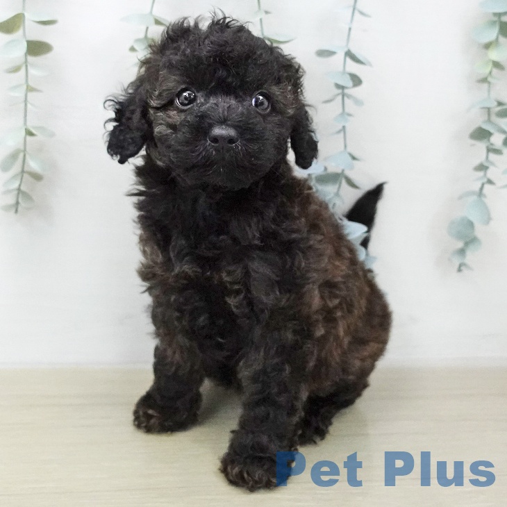 神奈川県のトイプードル(トイ) (ペッツワン 横須賀久里浜店/2026年1月26日生まれ/男の子/ブリンドル)の子犬