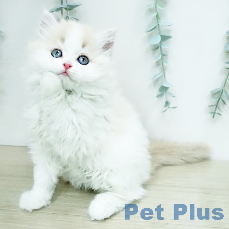 千葉県のスコティッシュフォールド (ペットプラス 幕張新都心店/2026年1月26日生まれ/女の子/クリームタビーホワイト)の子猫