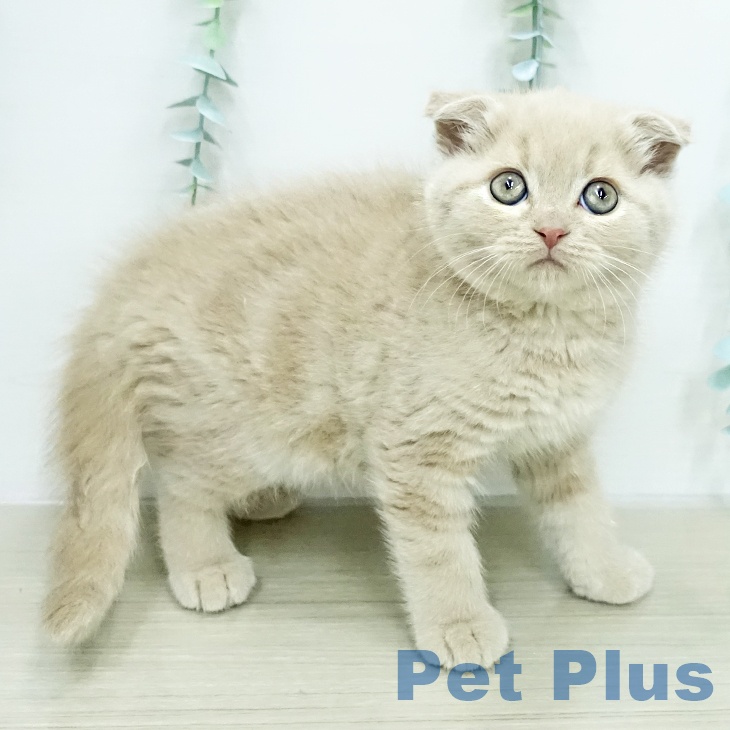 千葉県のスコティッシュフォールド (ペットプラス 幕張新都心店/2026年1月23日生まれ/男の子/クリームタビー)の子猫