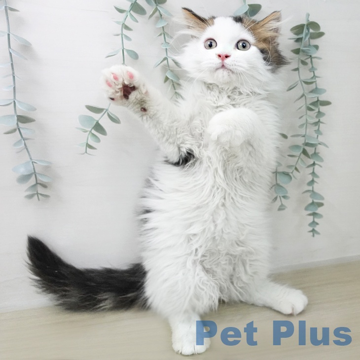 長野県のスコティッシュフォールド (ペットプラス 上田店/2026年1月6日生まれ/男の子/ブラウンタビーホワイト)の子猫