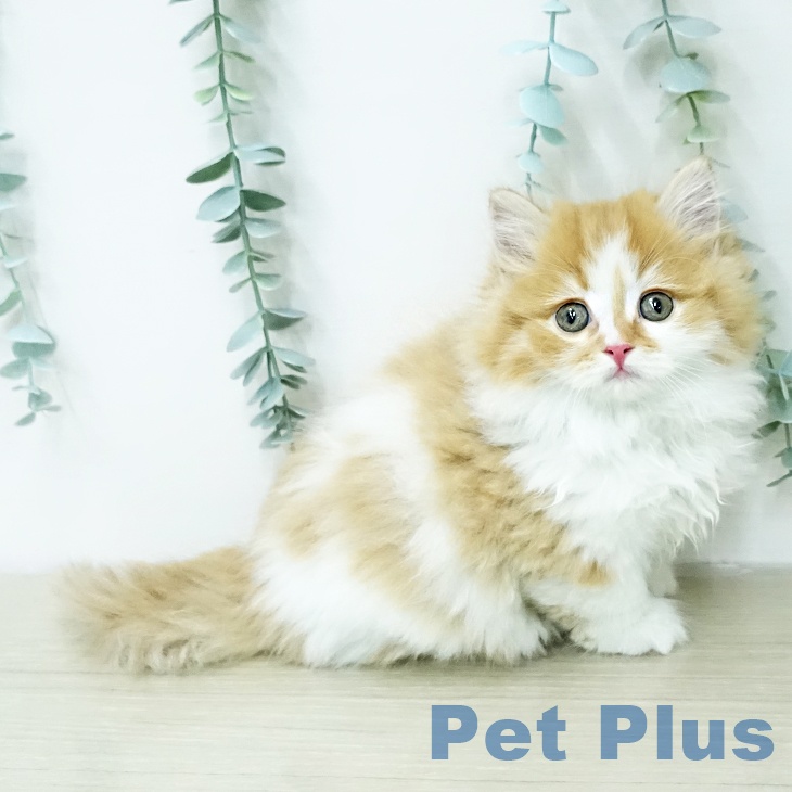 神奈川県のマンチカン (ペットプラス モザイクモール港北店/2026年1月29日生まれ/男の子/レッドタビーホワイト)の子猫