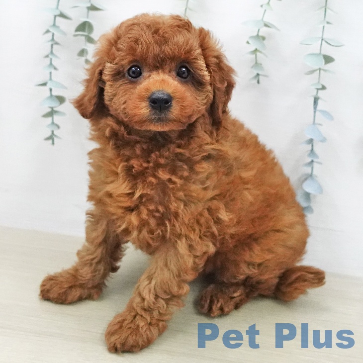 神奈川県のトイプードル(トイ) (ペットプラス 相模原並木店/2026年1月29日生まれ/女の子/レッド)の子犬