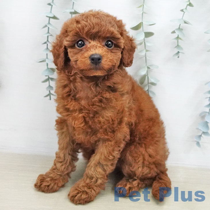 埼玉県のトイプードル(トイ) (ペットプラス イオンモール春日部店/2026年1月29日生まれ/女の子/レッド)の子犬